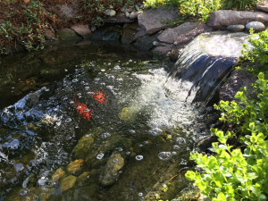 4527 Elm Ct Denver CO 80211-large-033-35-Koi Pond-1334x1000-72dpi